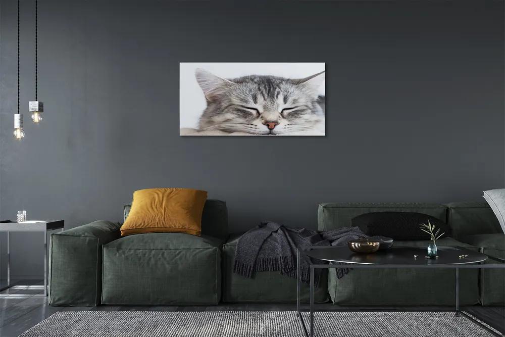 Obraz na plátne ospalá mačka 100x50 cm