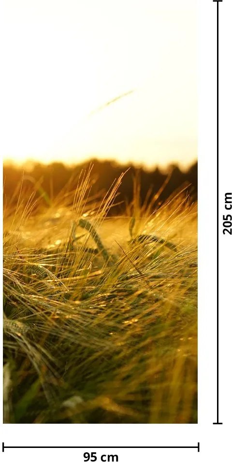Fototapeta na dvere - Orosená tráva (95x205cm)