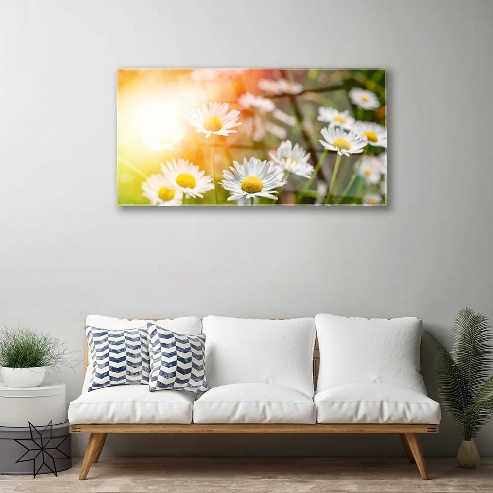 Skleneny obraz Sedmokrásky kvety lúče 100x50 cm