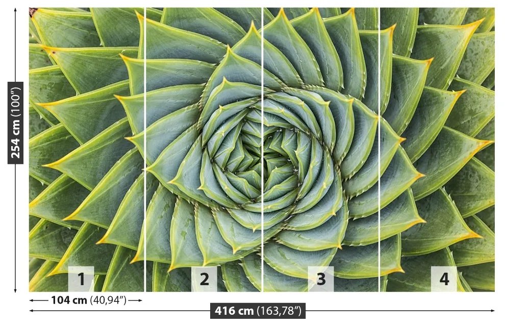 Fototapeta Vliesová Aloe symmetry 250x104 cm