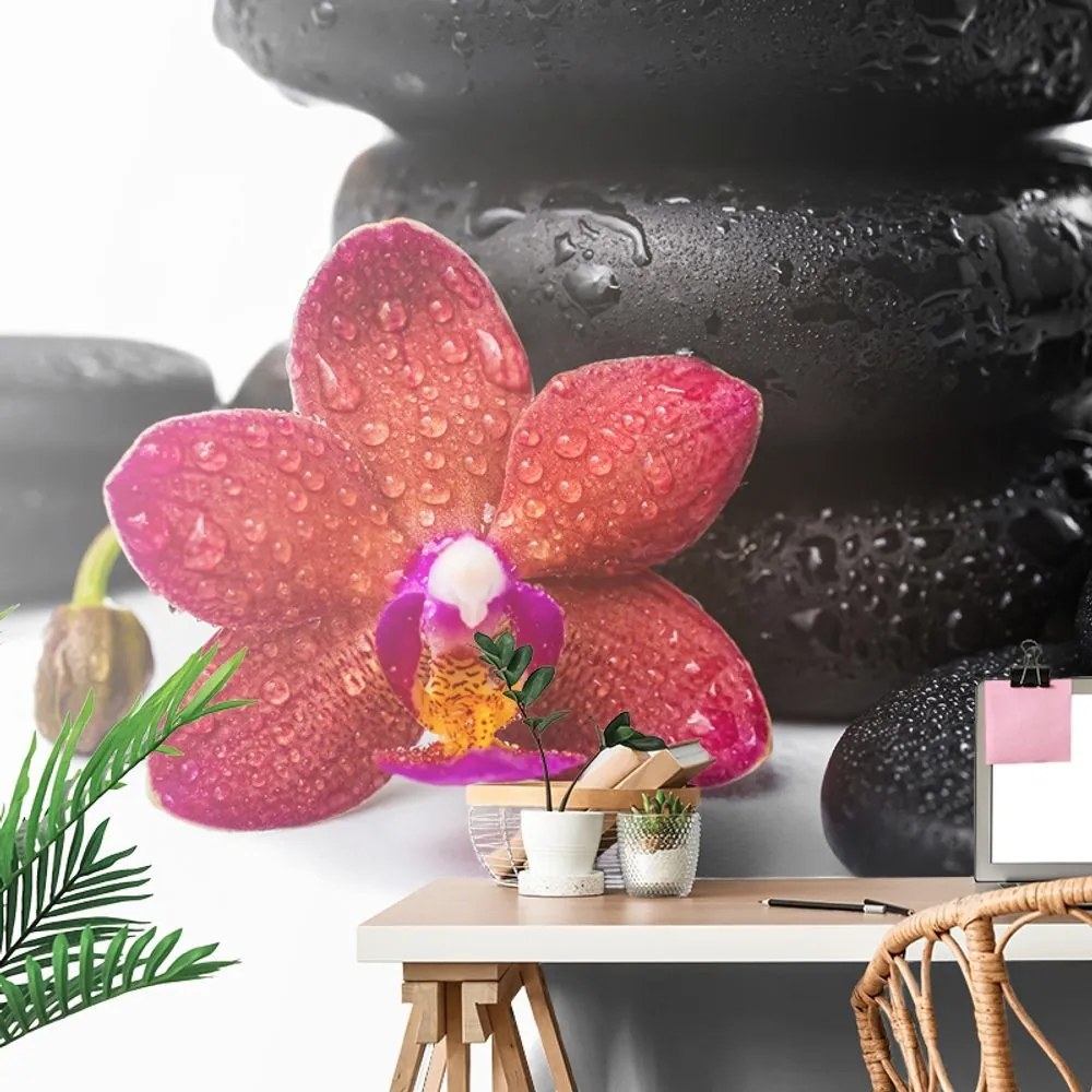 Tapeta orchidea a Zen kamene na bielom pozadí - 375x250