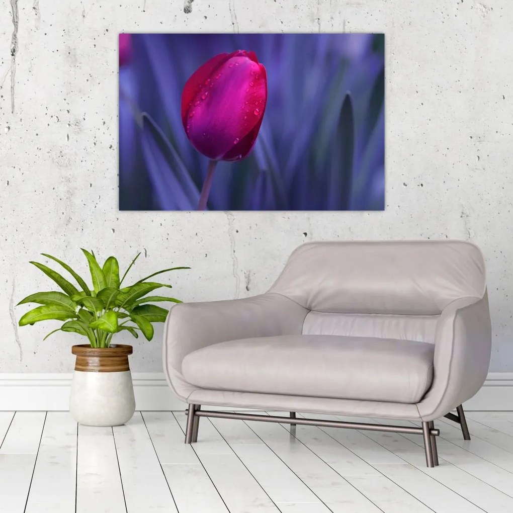Obraz pupete tulipánu (90x60 cm)