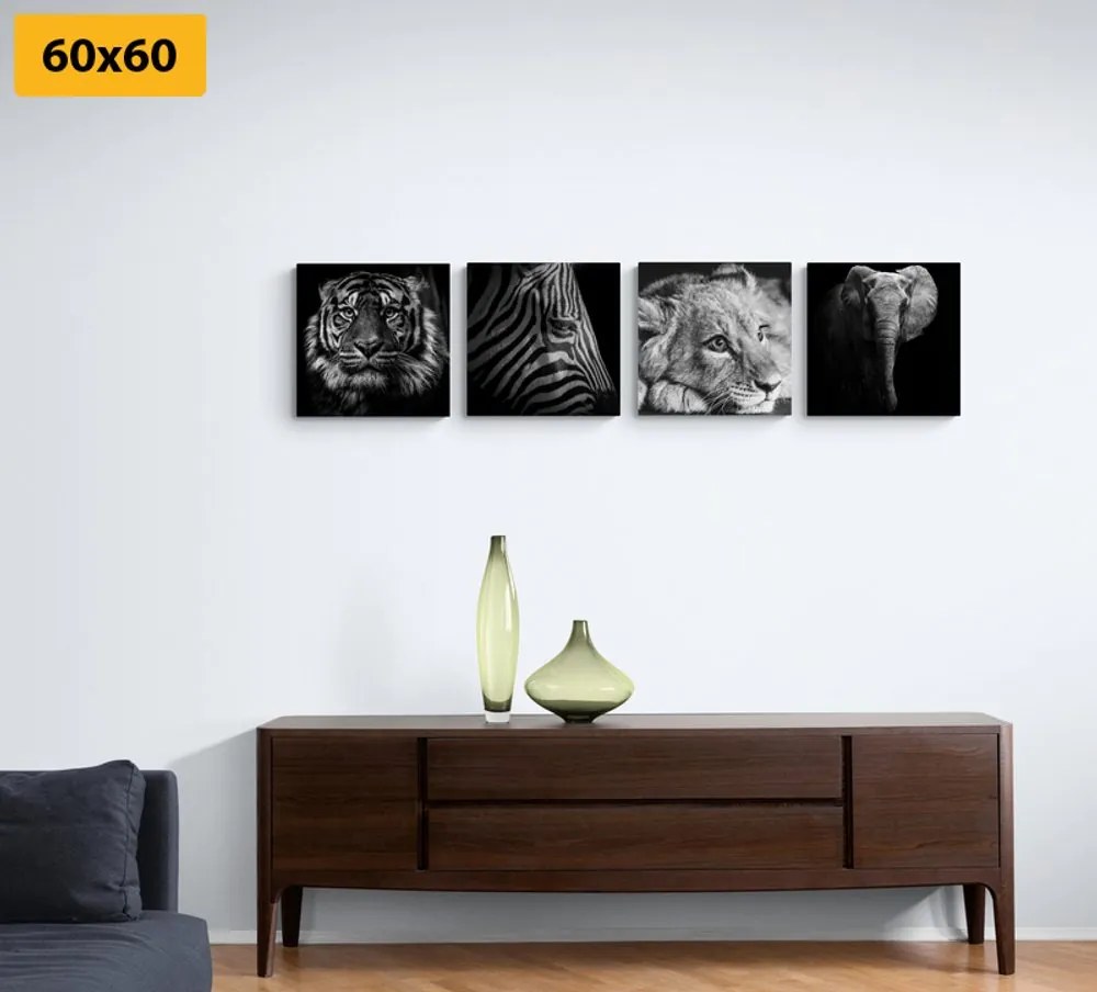 Set obrazov divoké zvieratá v čiernobielom prevedení Varianta: 4x 40x40