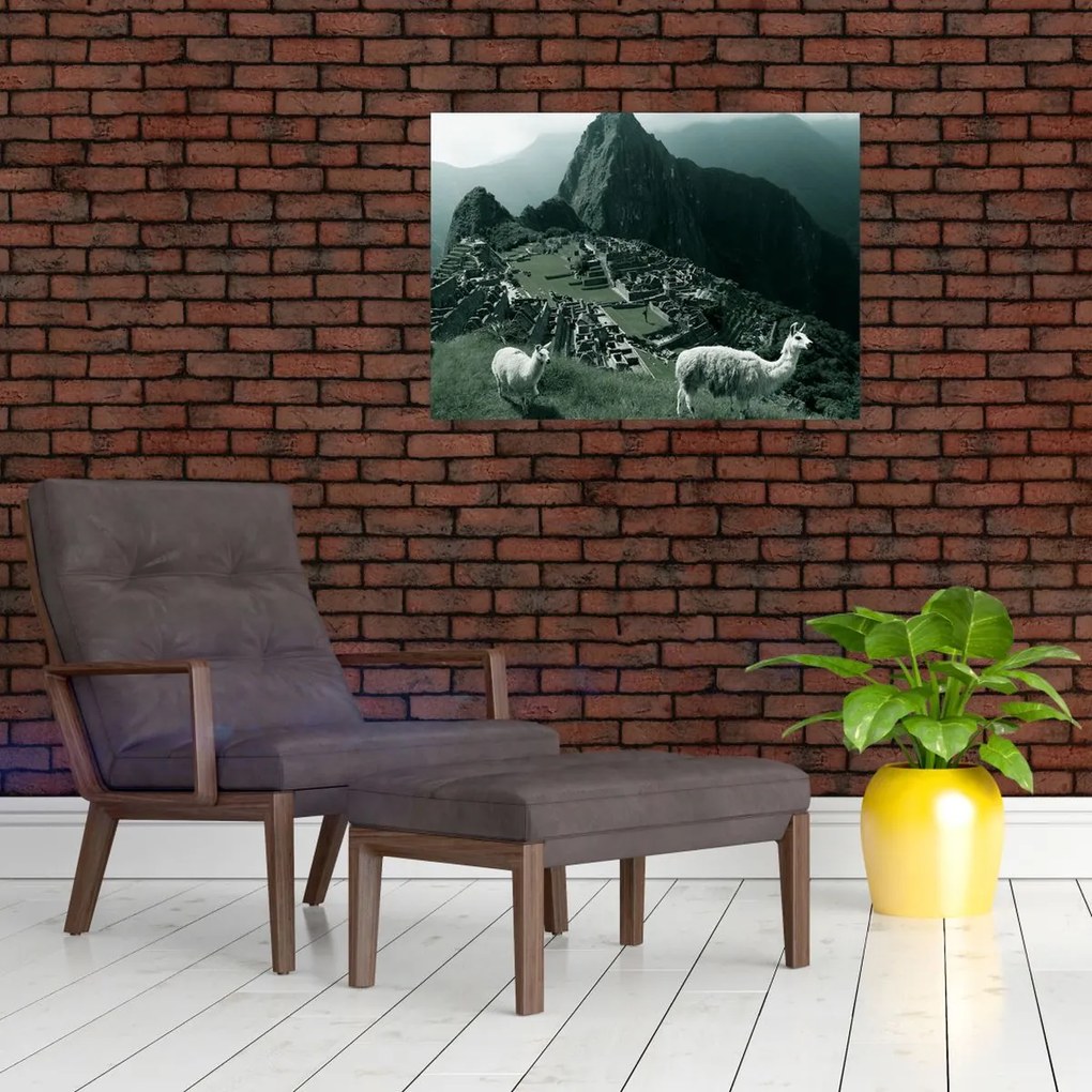 Sklenený obraz - Lamy na Machu Picchu v Peru (70x50 cm)