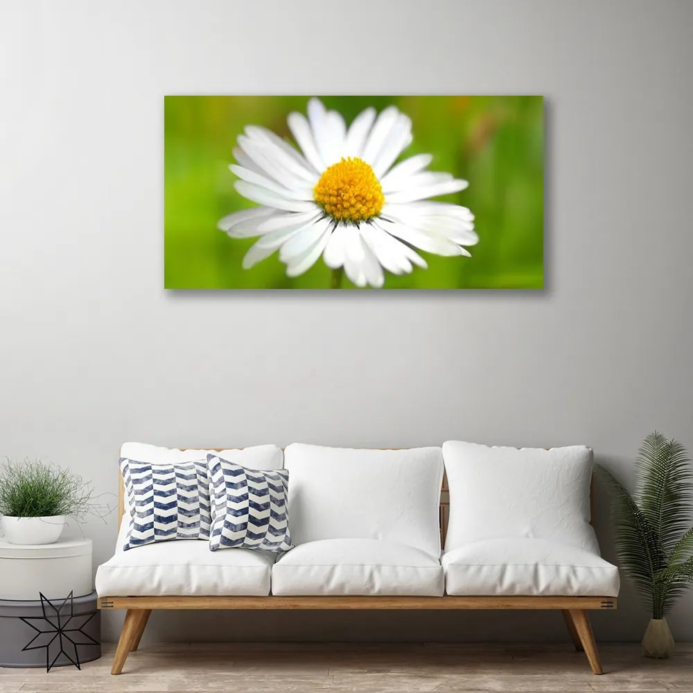 Obraz Canvas Sedmokráska rastlina príroda 125x50 cm