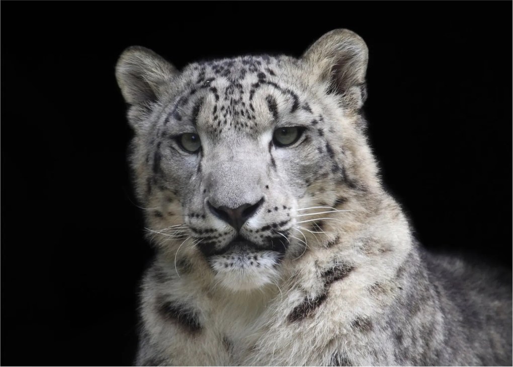 Obraz - Leopard snežný (70x50 cm)