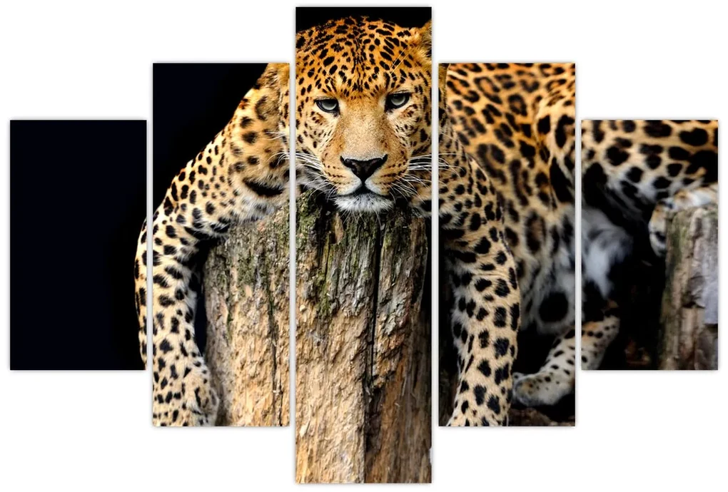 Obraz - Gepard (150x105 cm)