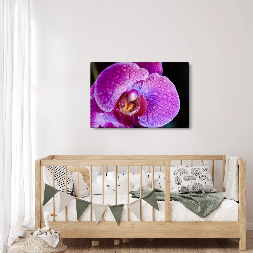 Detailný obraz kvetu orchidey (90x60 cm)