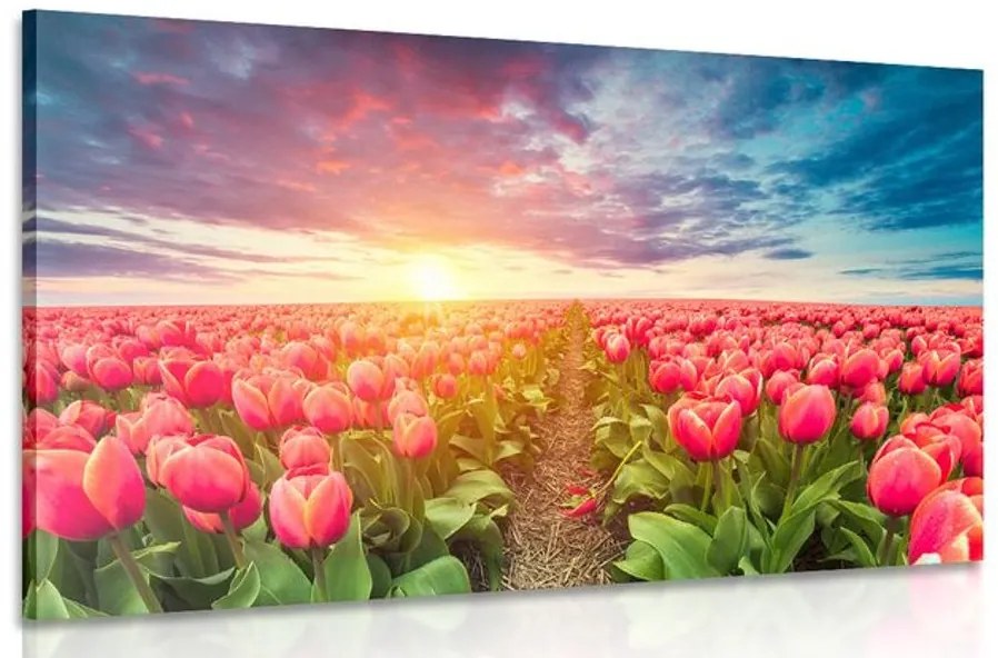 Obraz východ slnka nad lúkou s tulipánmi Varianta: 120x80