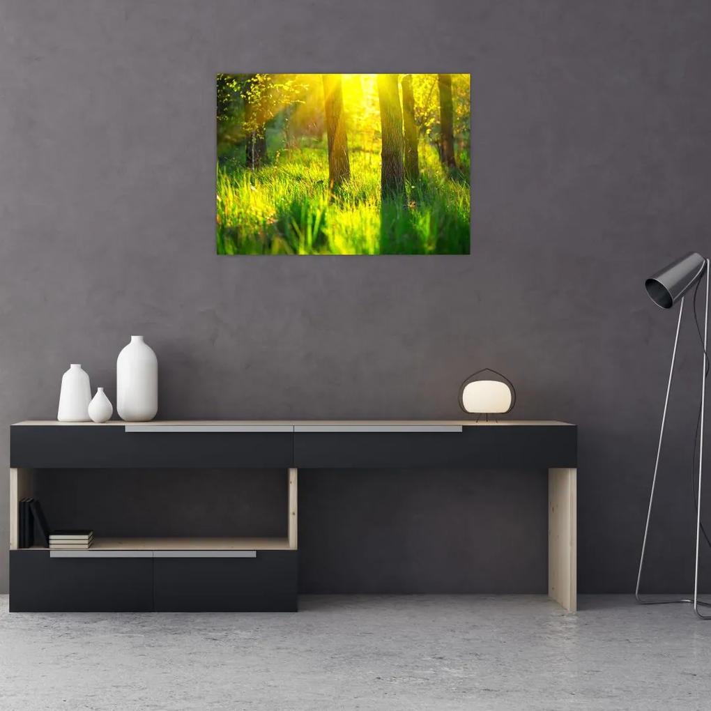Obraz - Jarné prebúdzanie lesa (70x50 cm)