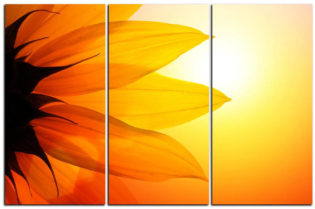 Obraz na plátne - Slnečnica kvet 1201B (150x100 cm)