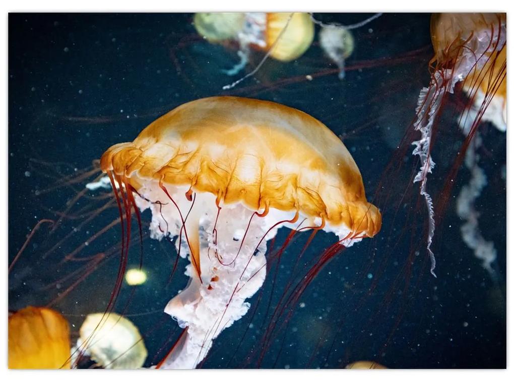 Obraz medúzy (70x50 cm)