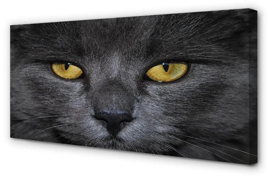 Obraz na plátne Čierna mačka 120x60 cm