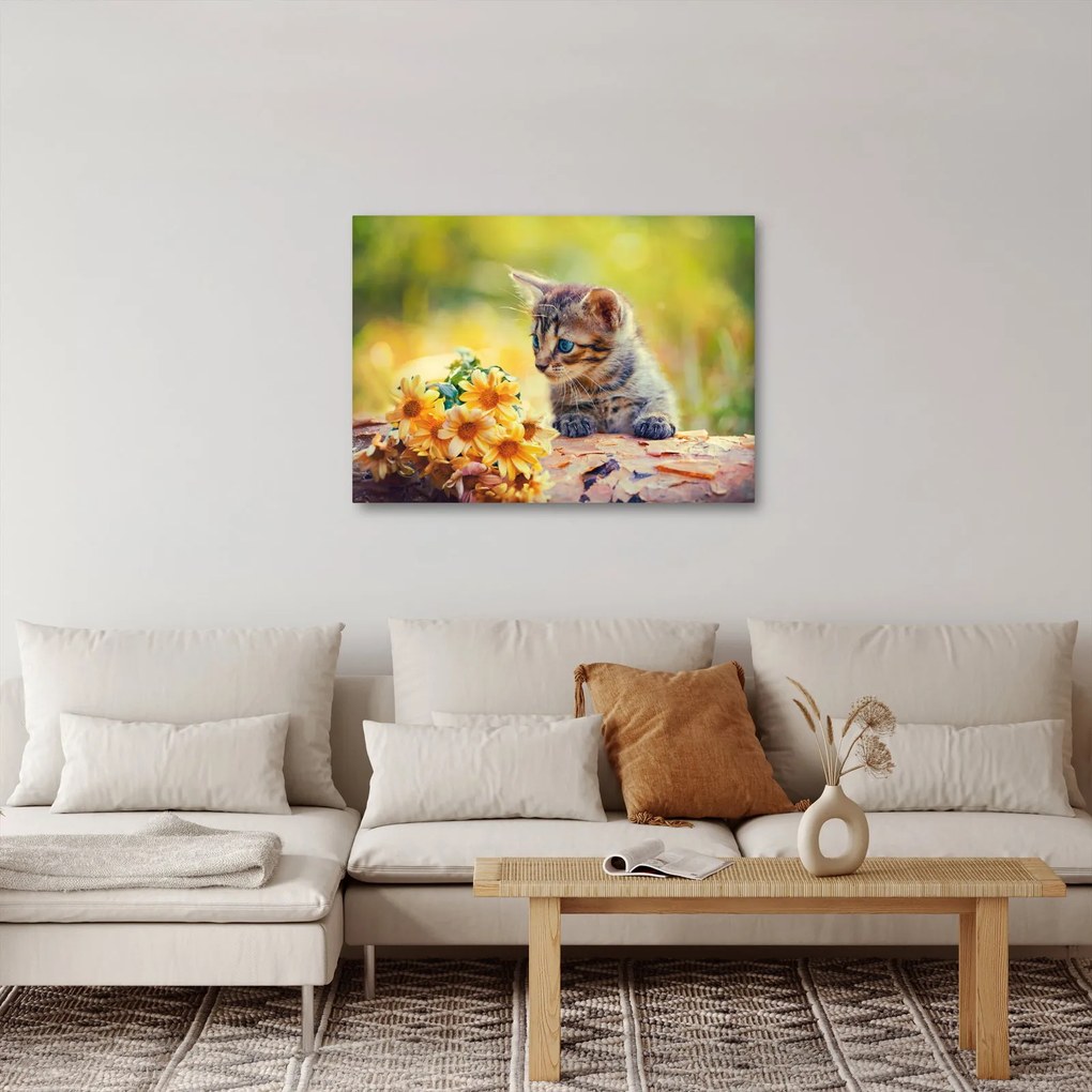 Obraz mačiatka pozerajúce sa na kvetinu (70x50 cm)