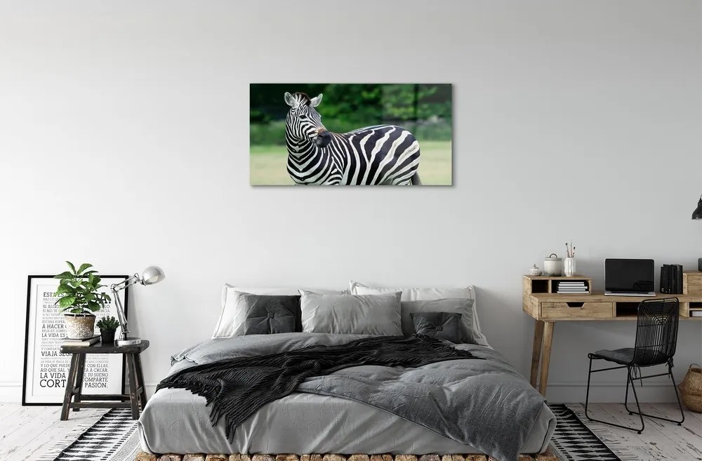 Sklenený obraz Zebra box 100x50 cm