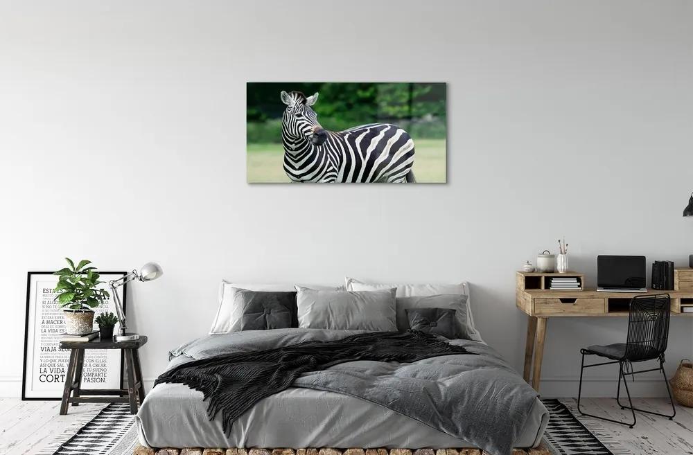 Sklenený obraz Zebra box 120x60 cm
