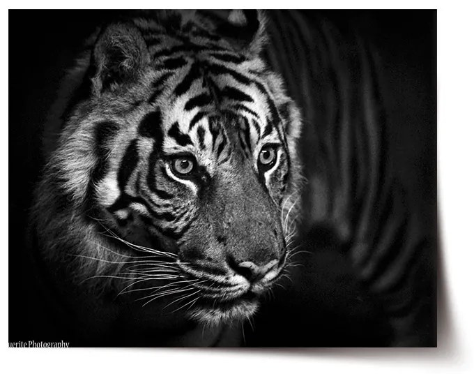 Sablio Plagát Čierno-biely tiger - 60x40 cm