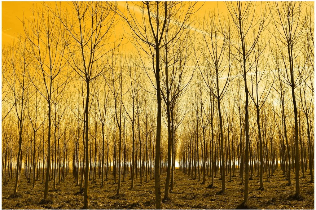 Obraz lesa pri západe slnka (90x60 cm)