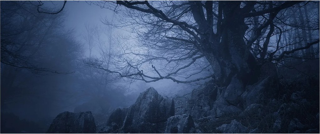 Obraz temného lesa (120x50 cm)
