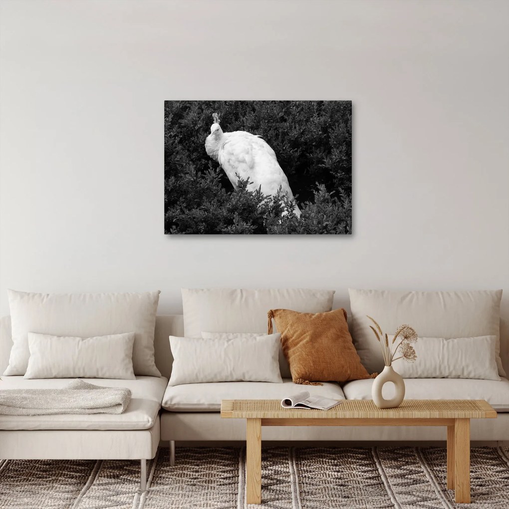 Obraz - Páv, čiernobiela (70x50 cm)