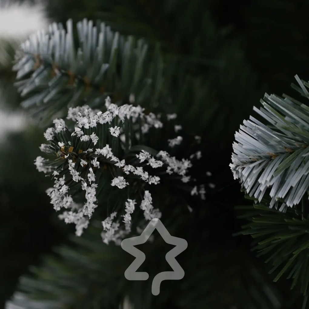 Borovica zasněžená 150 cm