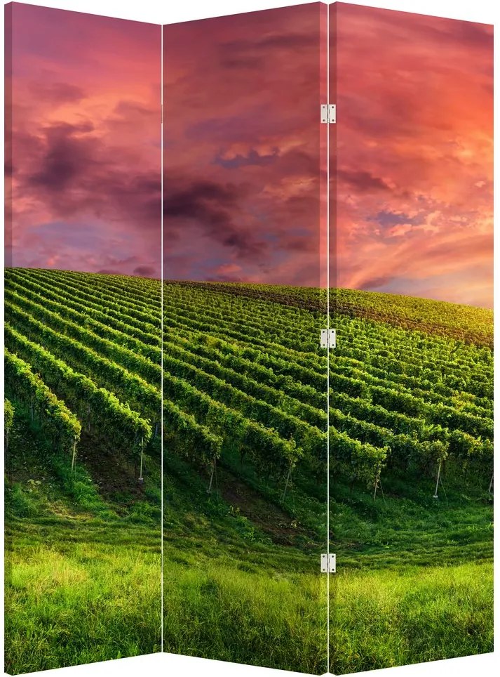 Paraván - Vinohrad s farebným nebom (126x170 cm)