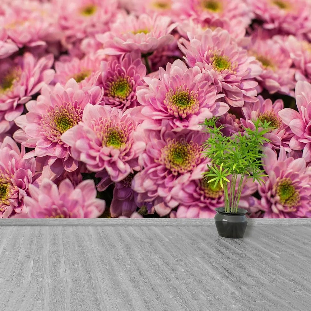 Fototapeta Vliesová Ružové chryzantémy 208x146 cm