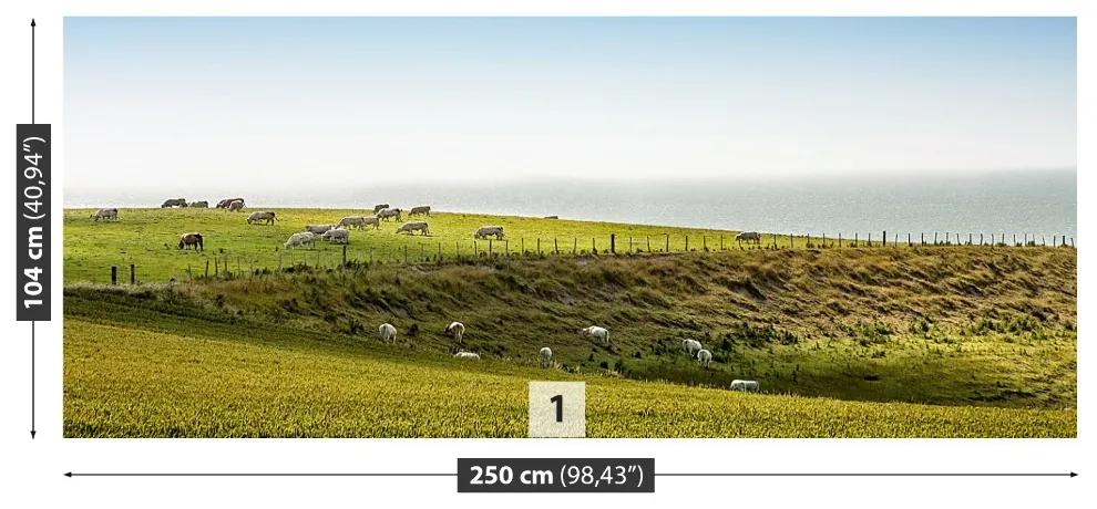 Fototapeta Vliesová Kravy na pastvine 152x104 cm