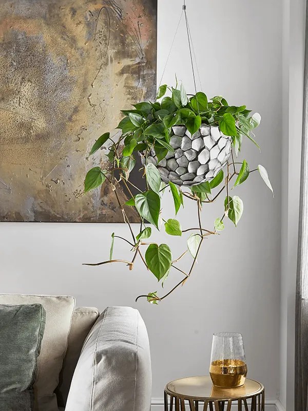 Philodendron scandens hanger 28x80 cm