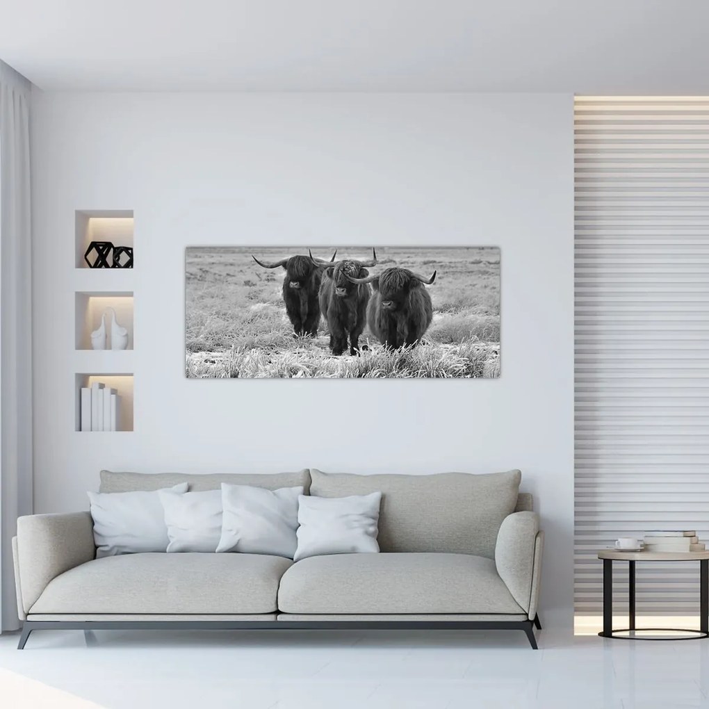 Obraz - Škótske kravy (120x50 cm)