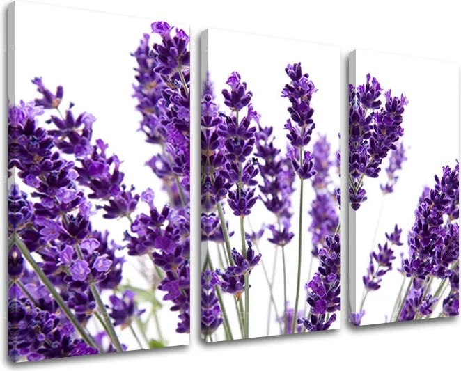 Obraz na stenu 3 dielny KVETY XOBKV128E30 - 90x60 cm