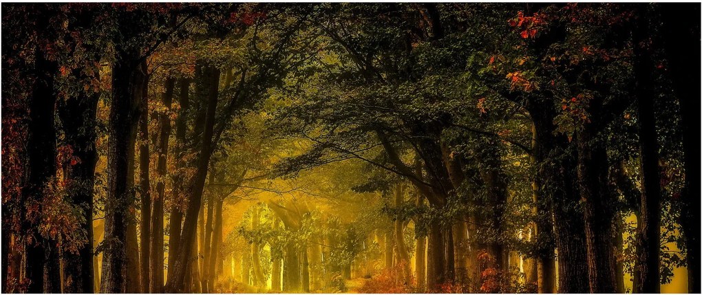 Obraz lesu (120x50 cm)