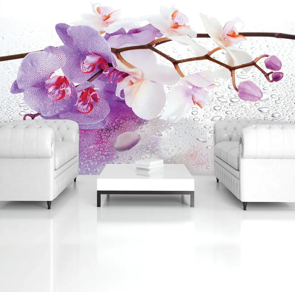 Fototapeta - Orchidey (152,5x104 cm)