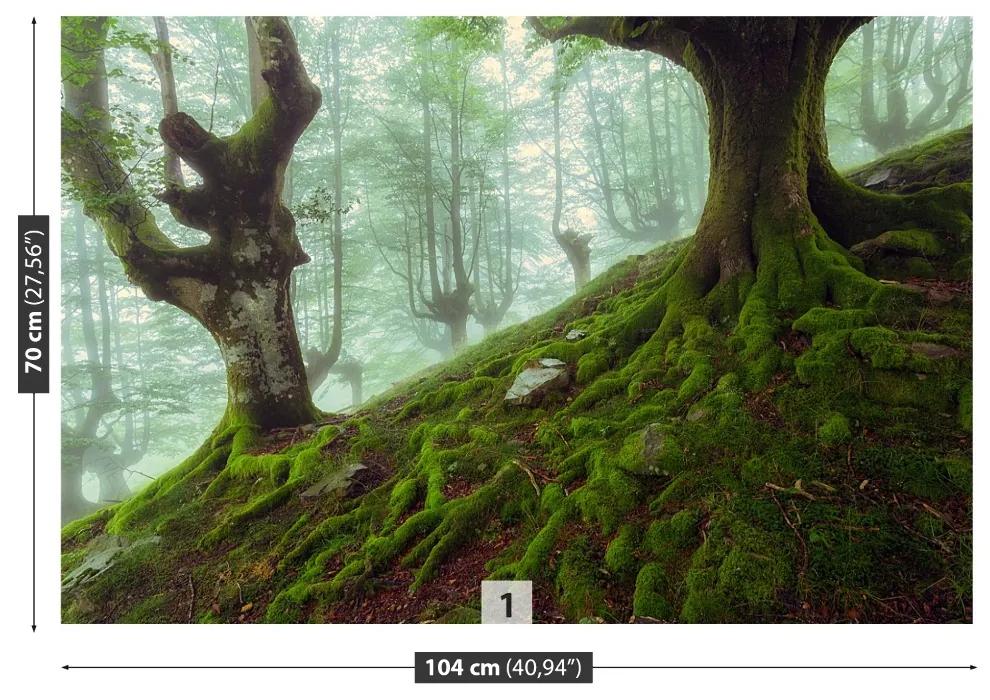 Fototapeta Vliesová Buk lesný 104x70 cm