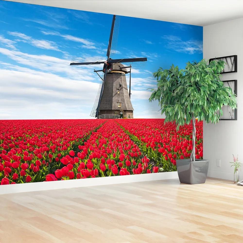 Fototapeta Vliesová Veterný mlyn tulipány 416x254 cm