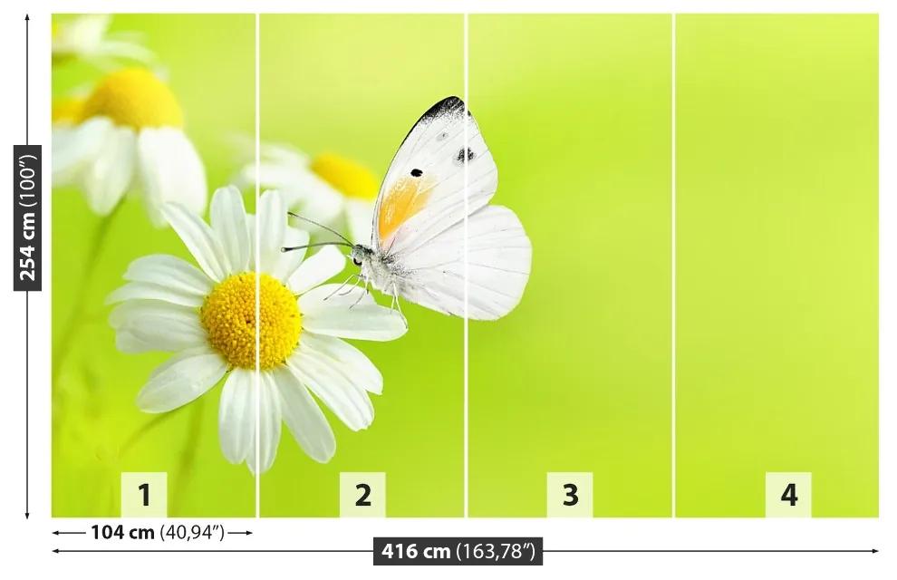 Fototapeta Vliesová Motýľ a harmanček 250x104 cm