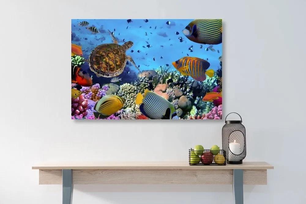 Obraz podmorský svet - 60x40