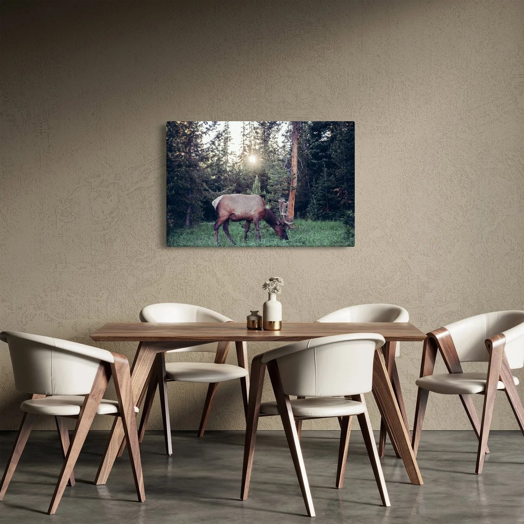 Obraz - Sob na čistine (90x60 cm)