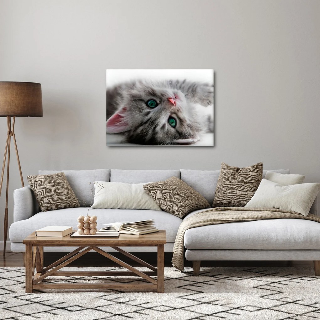 Obraz - Mačka so zelenými očami (70x50 cm)
