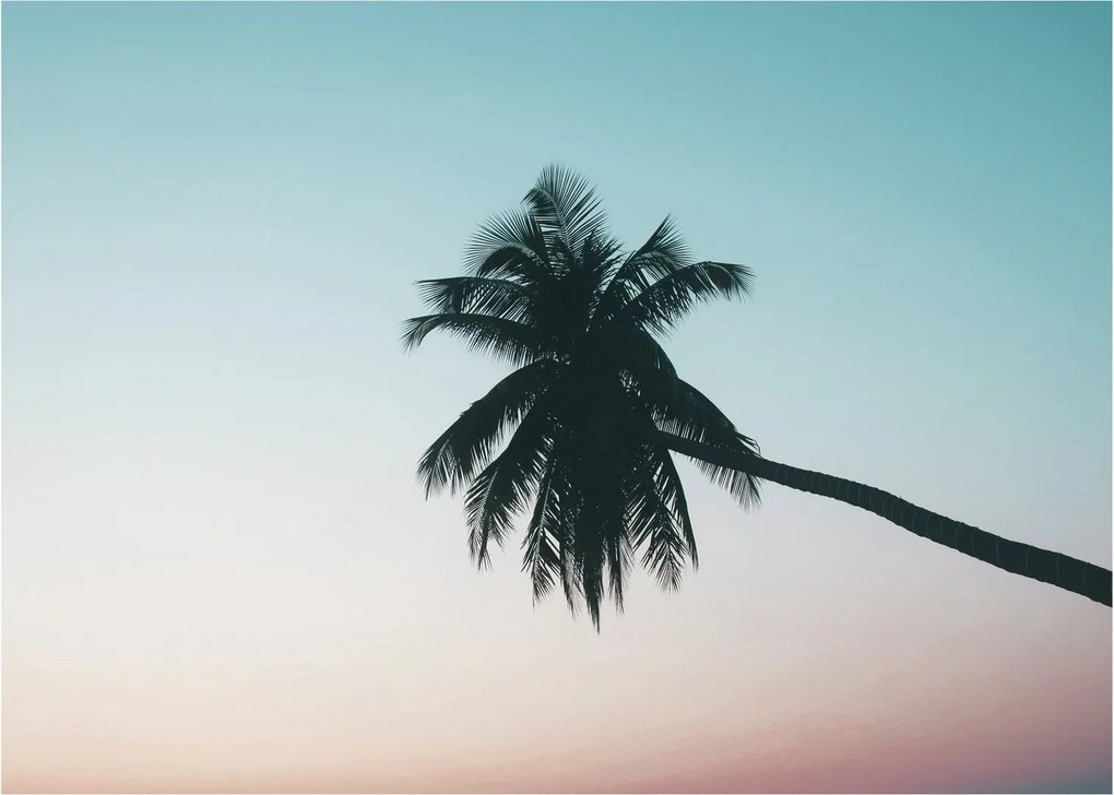 Obraz - Palma na Bali (70x50 cm)