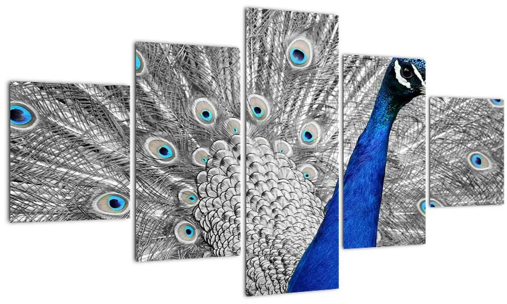 Obraz - modrý páv (125x70 cm), 40 ďalších rozmerov