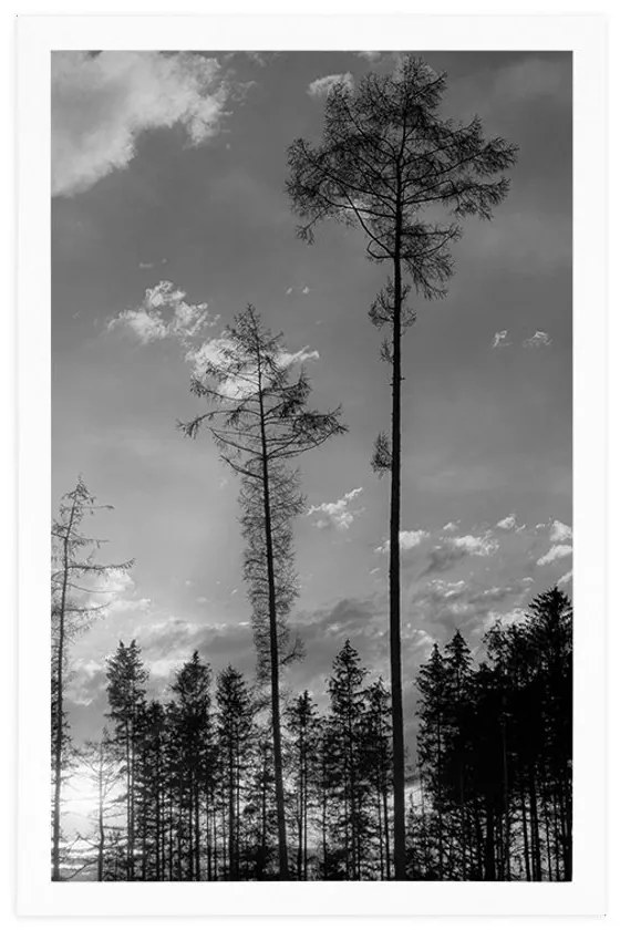 Plagát podvečer v lese v čiernobielom prevedení - 30x45 white
