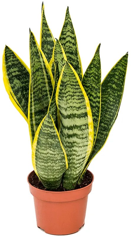 Sansevieria trifasciata Laurentii 14x50 cm