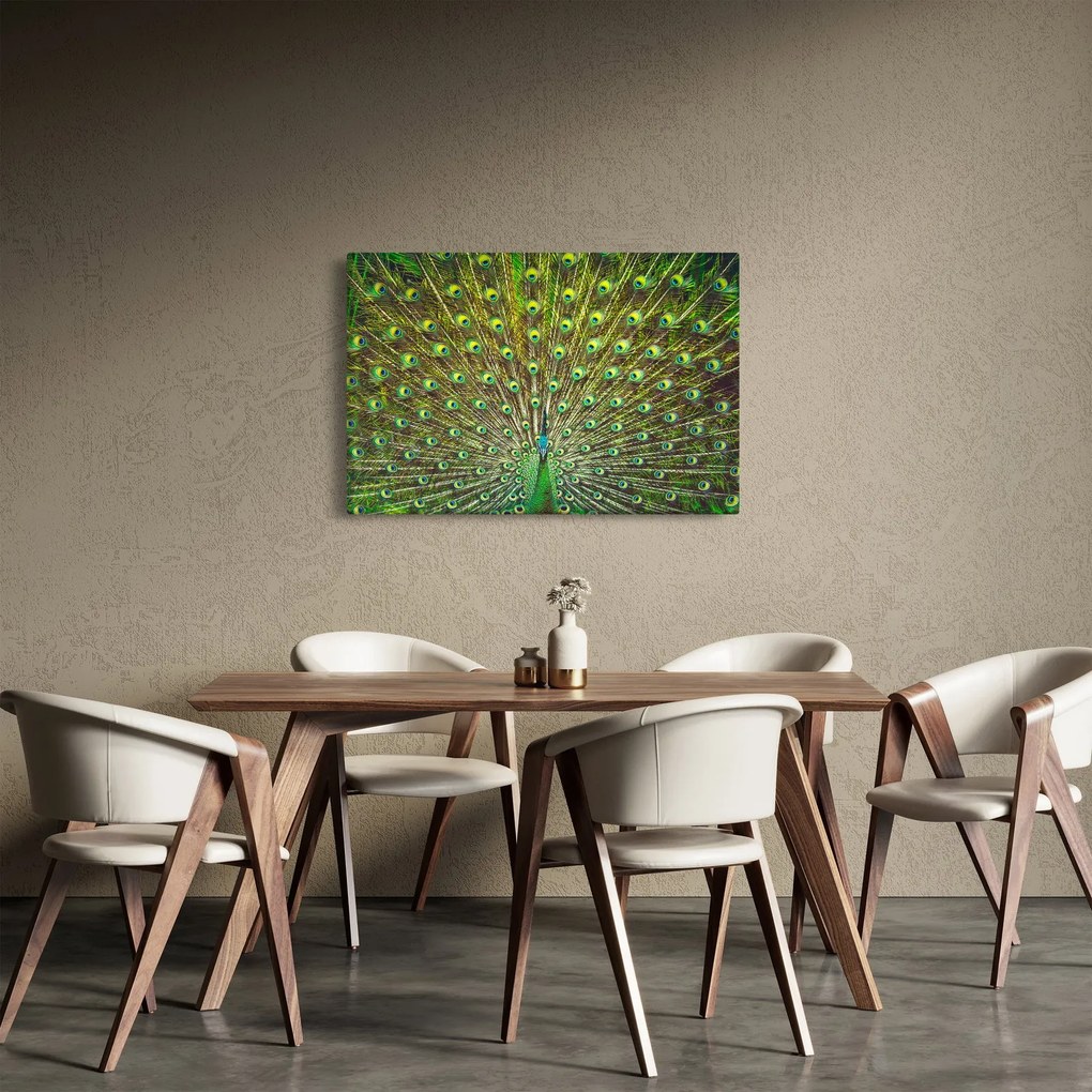 Obraz - Páv (90x60 cm)