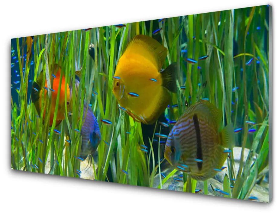 Skleneny obraz Ryba riasy príroda 120x60 cm