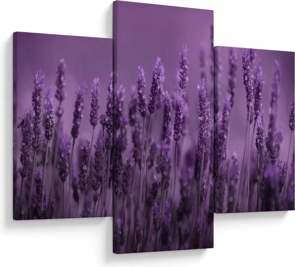 Obraz - Levanduľa (90x60 cm)