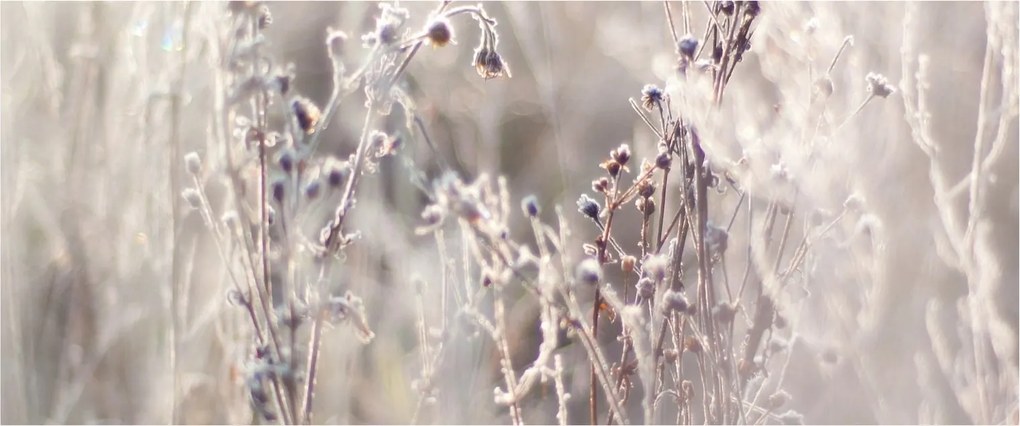 Obraz - Rastlina (120x50 cm)