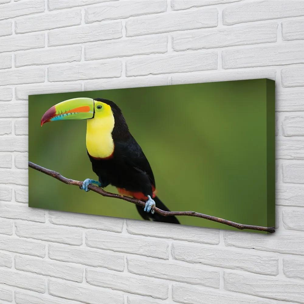 Obraz na plátne Farebné papagáj na vetve 120x60 cm