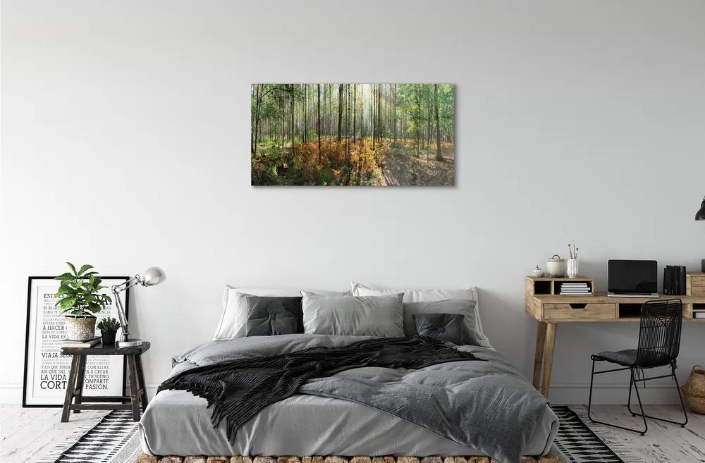 Sklenený obraz les breza 100x50 cm