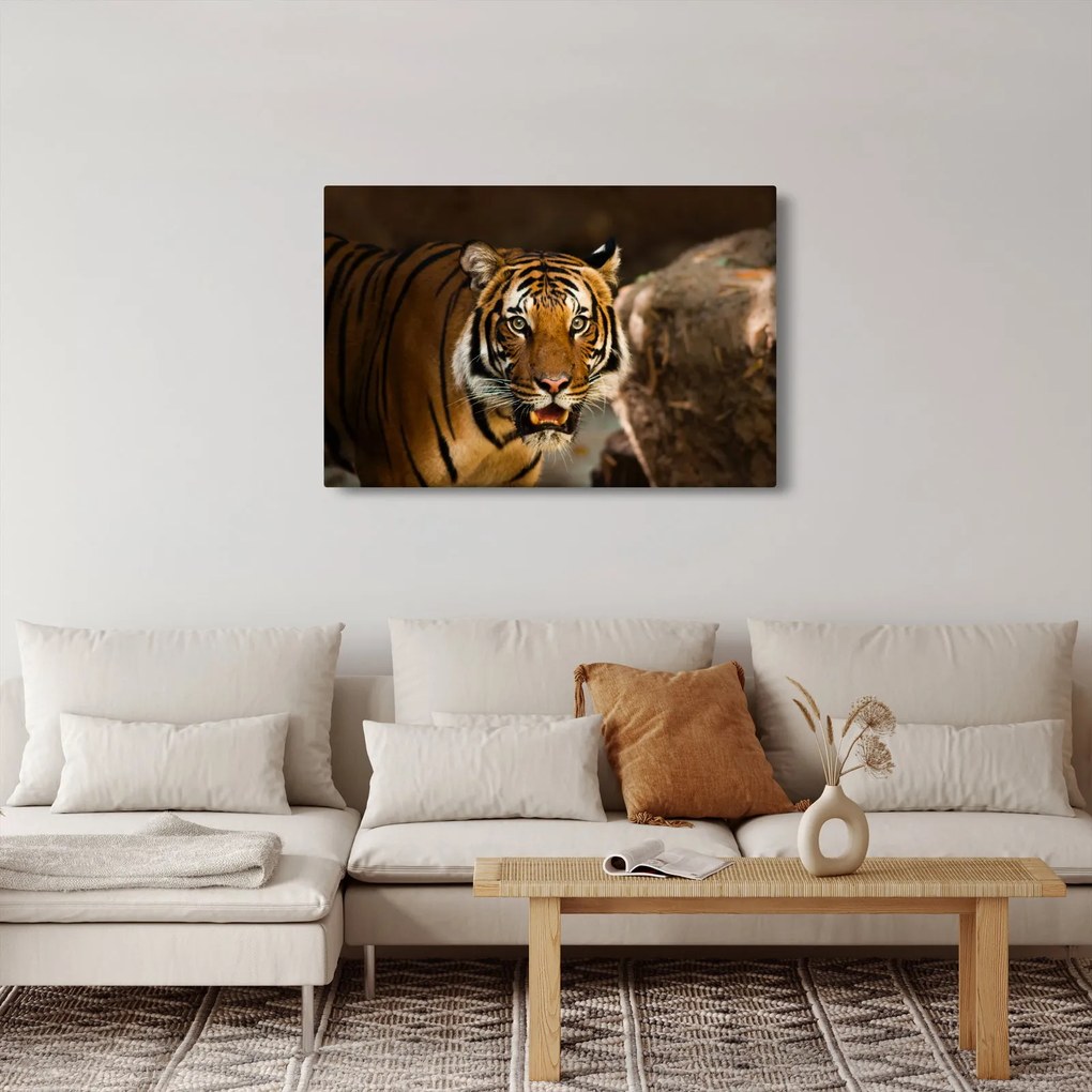 Obraz tigra (90x60 cm)